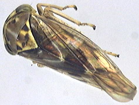 Idiocerus vitreus